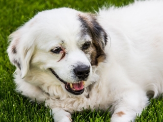 Familienfoto Foto-Tschank Hundeportrait Familienfoto Foto-Tschank Hundeportrait